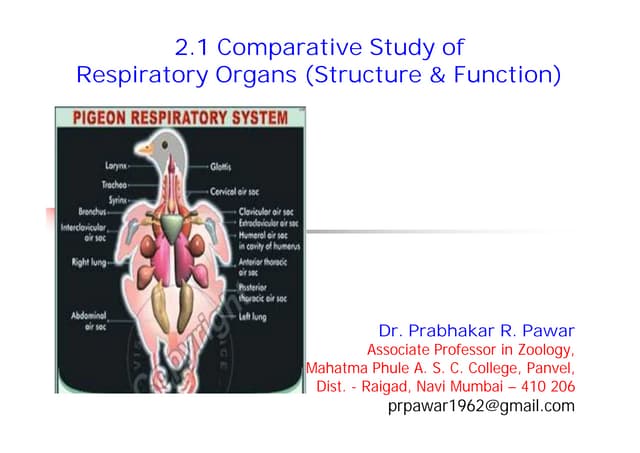 Principles of Comparative Respiratory