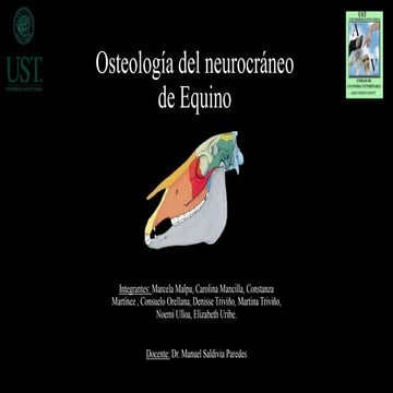 Osteología de neurocraneo de equino