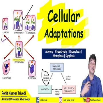 Cellular adaptations