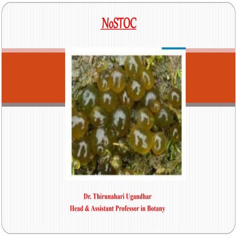 2. nostoc oscillatoria&amp; anabaena
