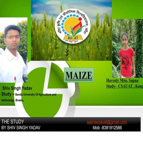  Maize .ppt 