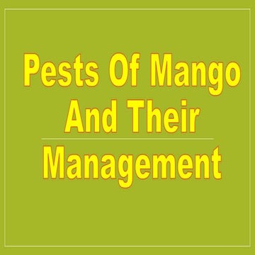 Pests of Mango 