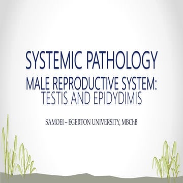 2. PATHOLOGIES OF THE TESTIS & EPIDIDYMIS.pptx