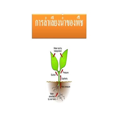 การลำเลียงน้ำของพืช (2).pdf