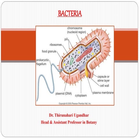 2. Bacteria. Dr. Thirunahari Uagandhar ppt