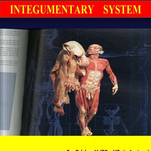 2. Integumentary system .ppt
