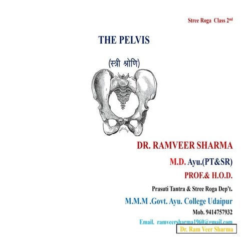 2 1 The Pelvis Pdf Pdf