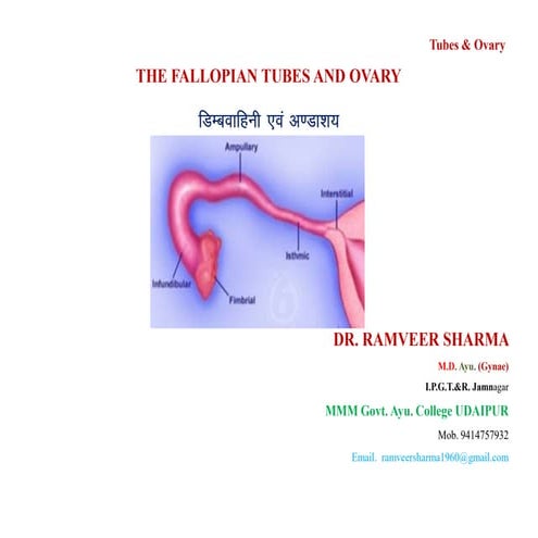 2.5 - Tube & Ovary PDF.pdf