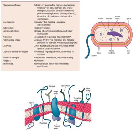2.-Cell-envelope.pdf
