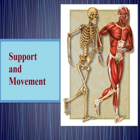 Support and Movement.pptx