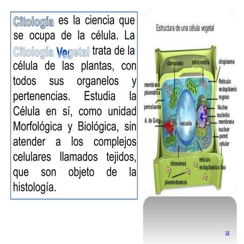 2. citologia, organelos y diferentes partes