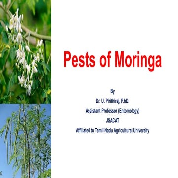 Pests of Moringa_Identification_Dr.UPR.pdf