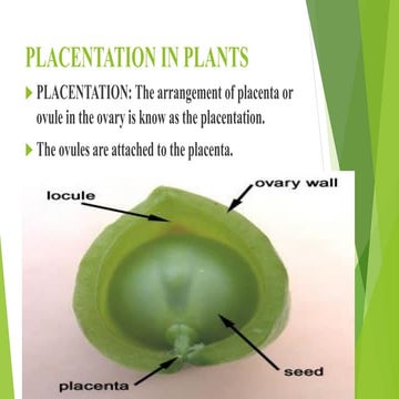 2. Placetation.pdf....................... | PDF