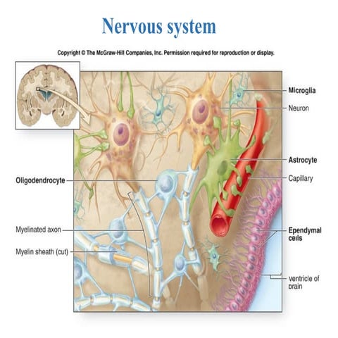 2.nervous sysetem 13 sepfinal sysyt.pptx