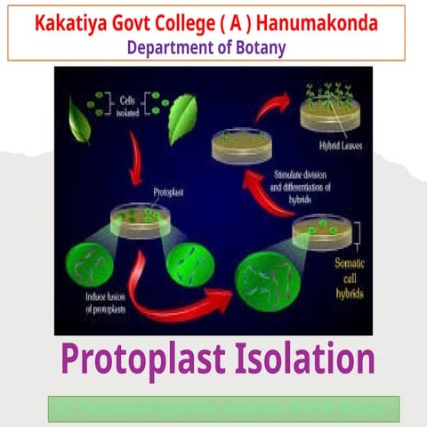 2. Protoplast isolation  Dr Thirunahari Ugandhar.pptx