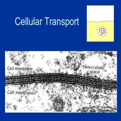 2.1-Cellular-transport.pdfffffffffffffff
