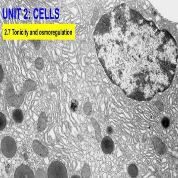 2.7 Tonicity and osmoregulation (2025-2026).pptx