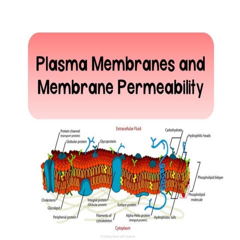 2.4 and 2.5 Plasme Membranes and Permeability.pptx