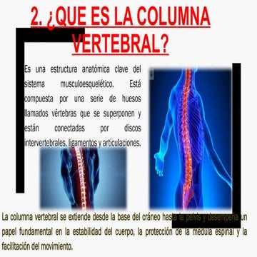 2. QUE ES LA COLUMNA VERTEBRAL. MURUCHI.pptx