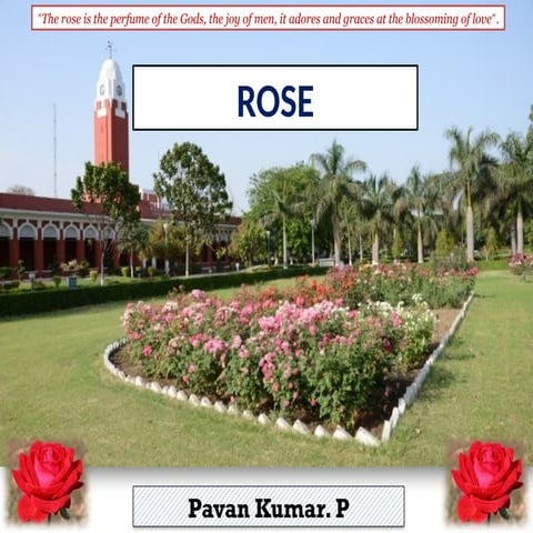 Rose Information in English-Rose Information for Project-Rose ...