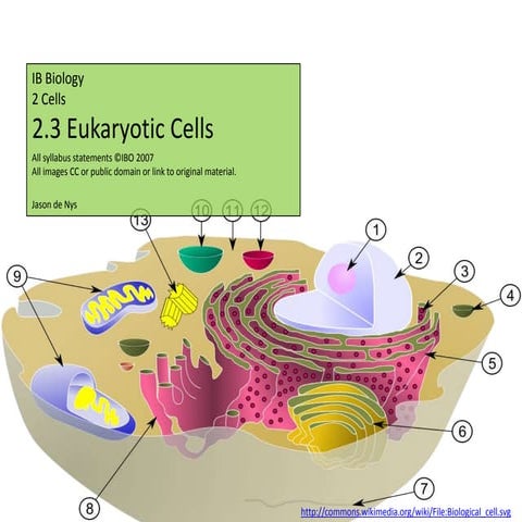 IB Biology Core 2.3: Eukaryotic Cells