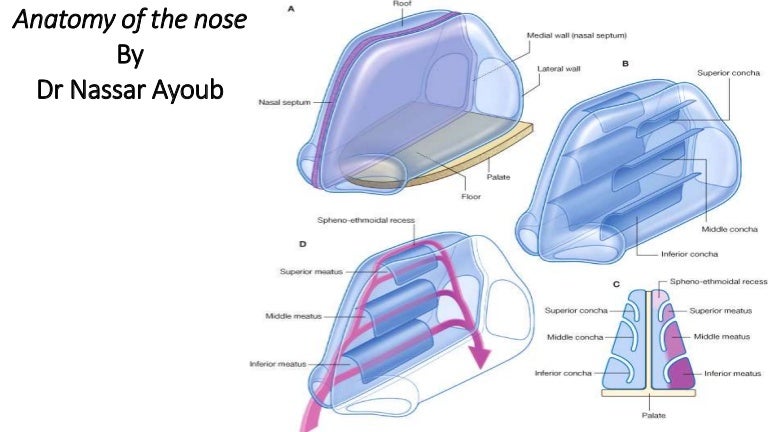 Anatomy of The Nose