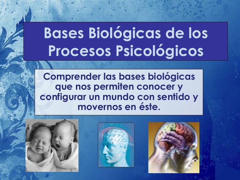 2 Bases Biológicas De Los Procesos Psicológicos