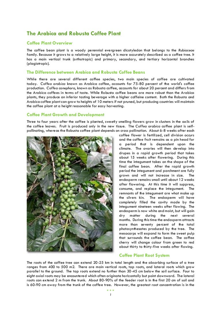 MICROSOFT WORD EXERCISE - FORMATTING AND INSERTING PICTURE