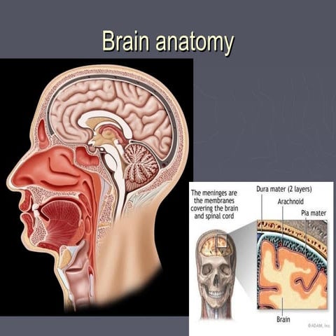 INTRACRANIAL HEMORRHAGE powerpoint presentation | PPTX
