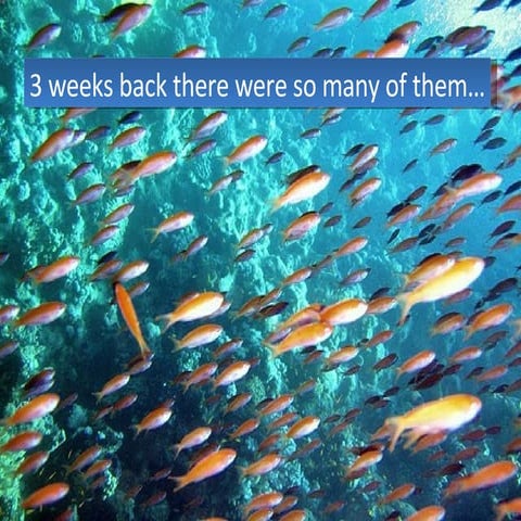 2 D Barcodes ,Wallets for Mobiles 