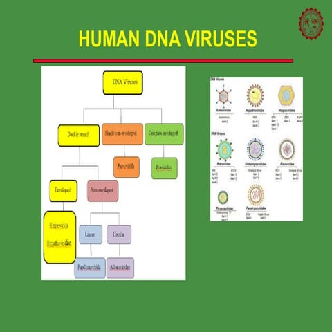 DNA Viruses: Families, Features, and Diseases | PDF