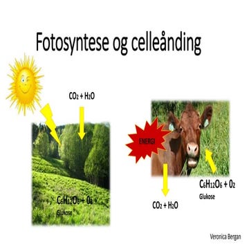 2 fotosyntese og celleånding, kap 1 i Tellus 10, Aschehoug