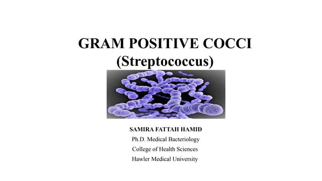 Gram Positive Cocci-Streptococcus