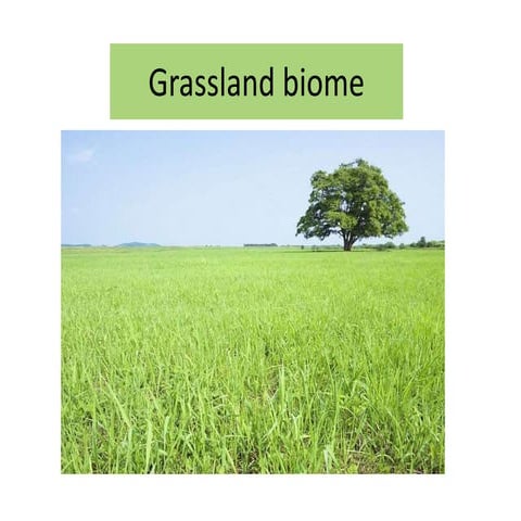 2 grassland biome