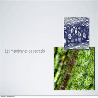 38. les membranes de secreció