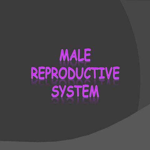 2 male reproductive system