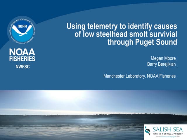 Megan Moore, Steelhead smolt survival through Puget Sound