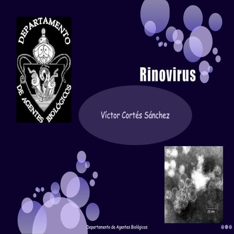 2.  Rinovirus
