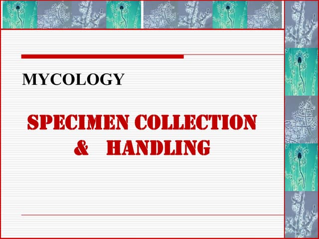 2 specimen collection