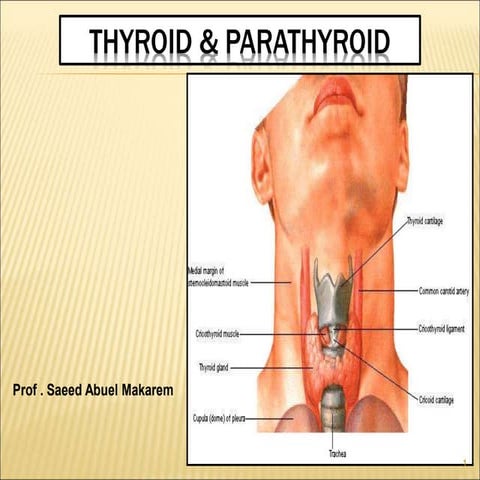Thyroid & Parathyroid gland anatomy .ppt