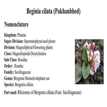 20. Beginia cilata  aaa (Pakhanbhed).ppt