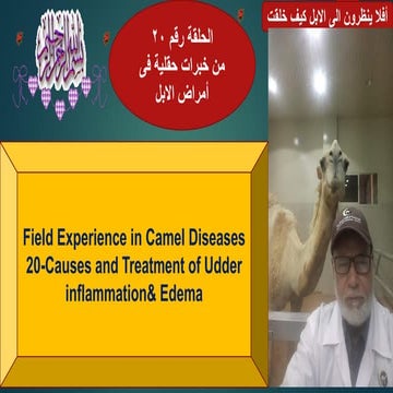 20-Causes and Treatment of Udder inflammation  & Edema in camels. Prof Dr Ham...