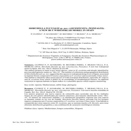 20 morchella-fluvialis-bsmm-0001 (1)