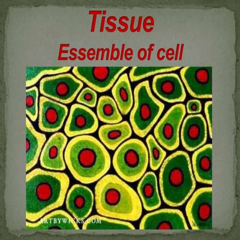 Tissue- Assemble of cell 