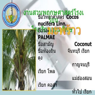 coconut