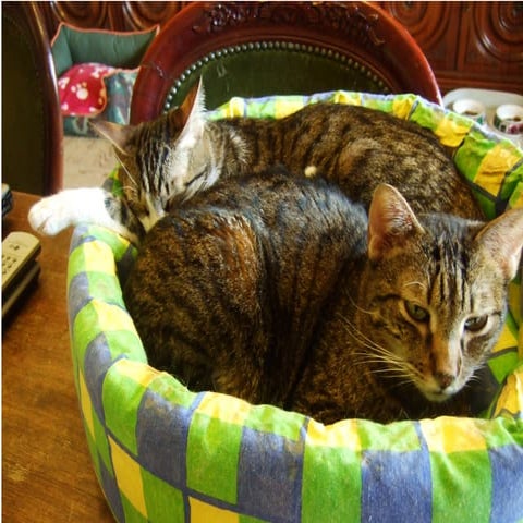 2009 03 29 (08) Marena Y Taro En La Cesta