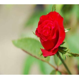 2009.05.09  鄰家  花圃