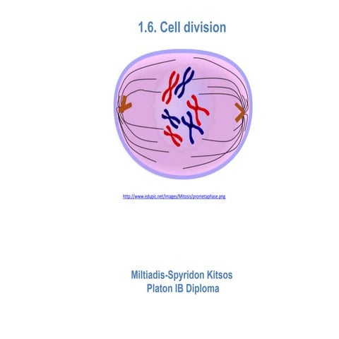 1.6. Cell division