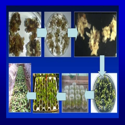 2011 plant tissue culture using totipotancy