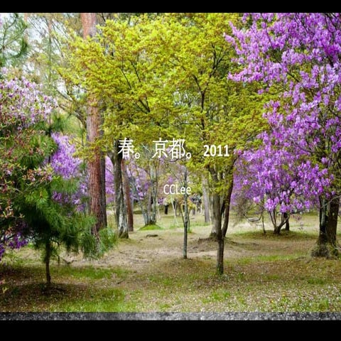 春。京都。2011 Spring in kyoto Japan